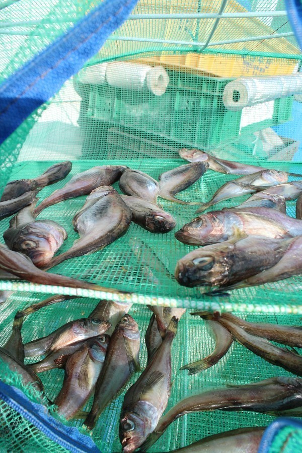 동해먹거리장터 이미지