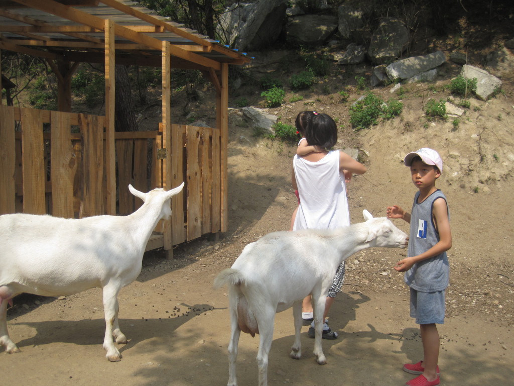 산양농장 이미지