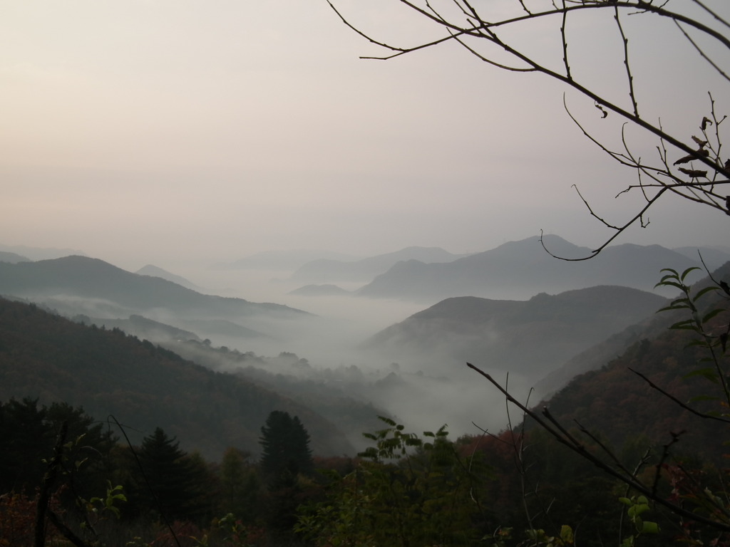 달보드레 이미지