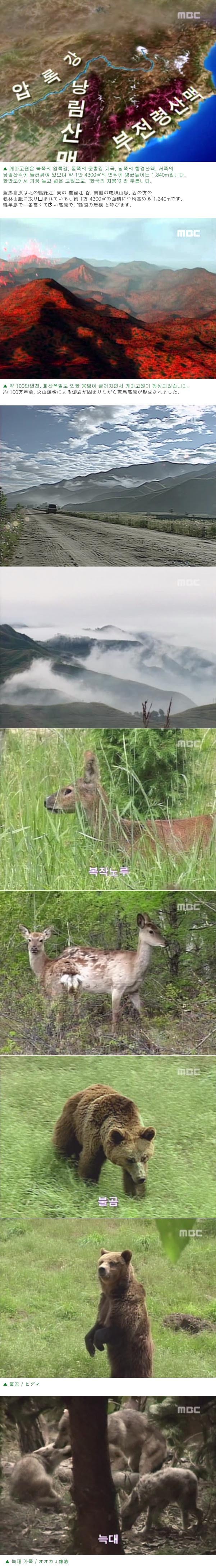 멸종된 맹수들을 한국에 복원시키는 방법? | 인스티즈