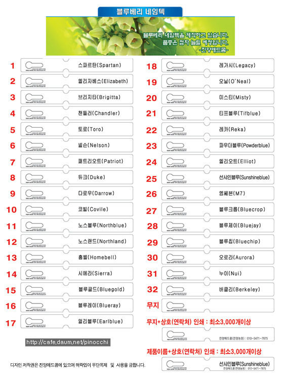 블루베리디자인 이미지