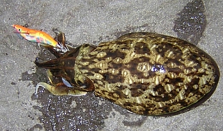 122A99424DE2FC7717B9D6