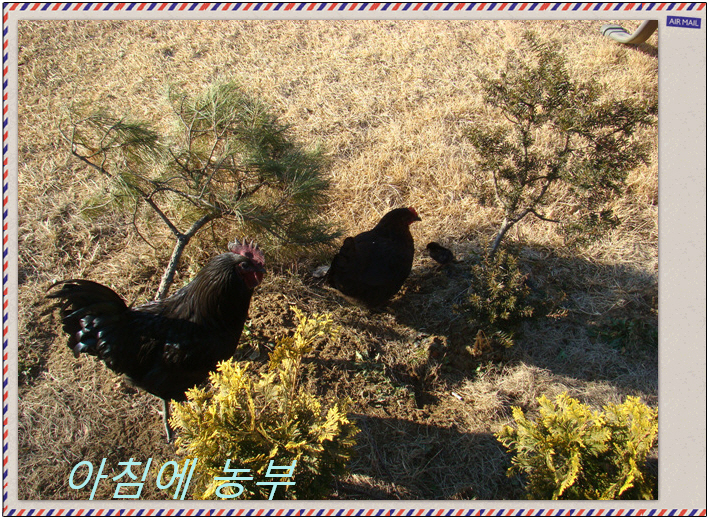잣나무집 이미지