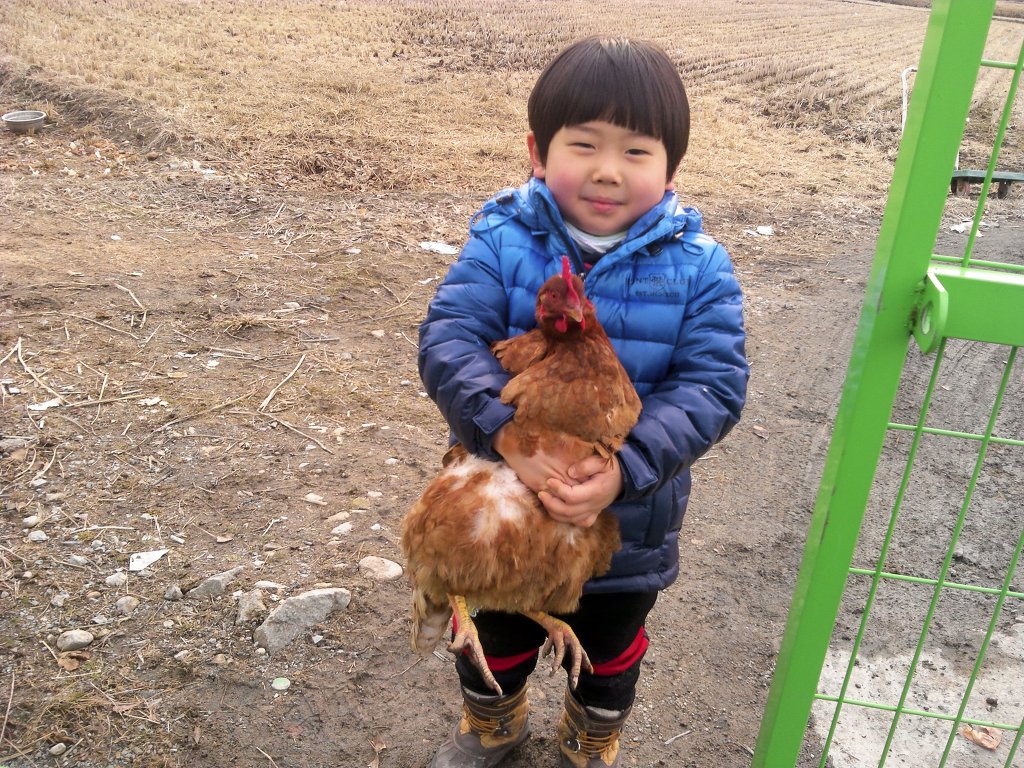 꼬꼬닭이네 이미지