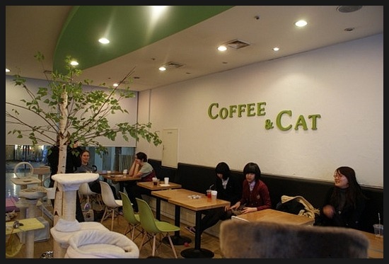 카페 커피캣 이미지