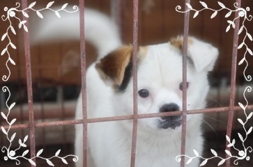 선희 이미지