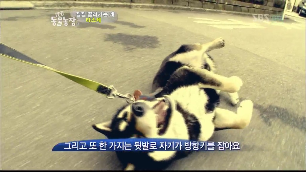 [동물농장] 목줄로 질질 끌려다니는 개.JPG | 인스티즈