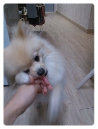 도도 이미지