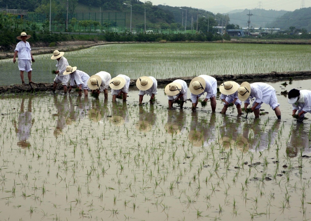 한배미 이미지