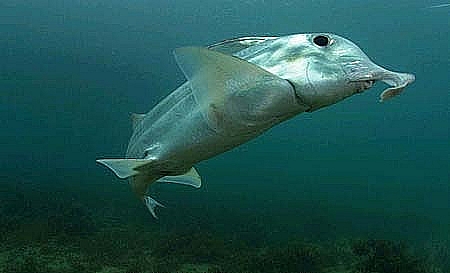 1725BA544D4EC8D00BF8F7