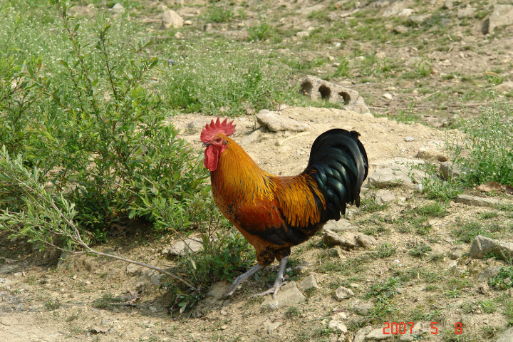 고려축산 이미지