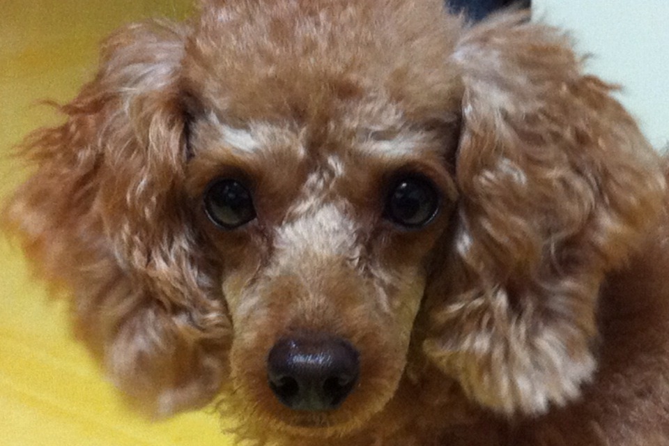 몽실이 이미지