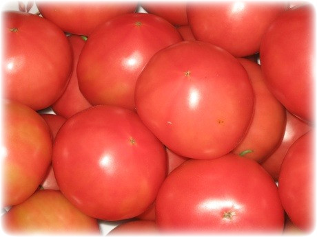 토마토이동통신 이미지
