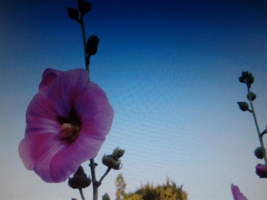 접시꽃 이미지