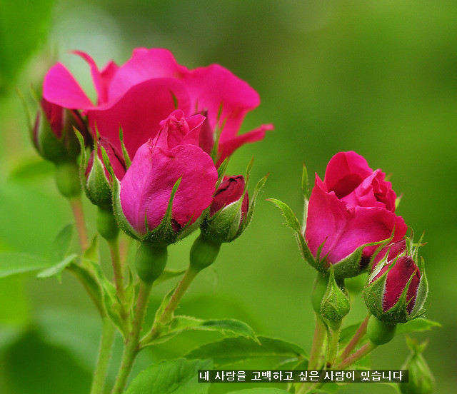 숲속에는 이미지