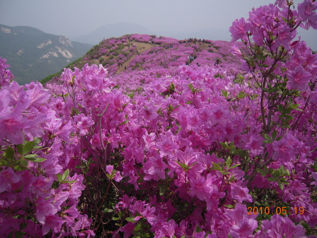산철죽 군락지 이미지