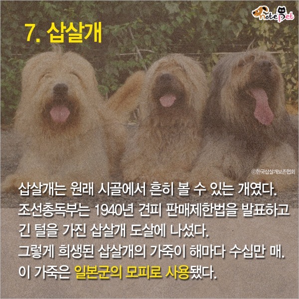  일제강점기 한반도에 사라진 동물들 | 인스티즈