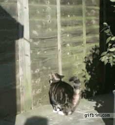 고양이 점프력 3대장.gif | 인스티즈