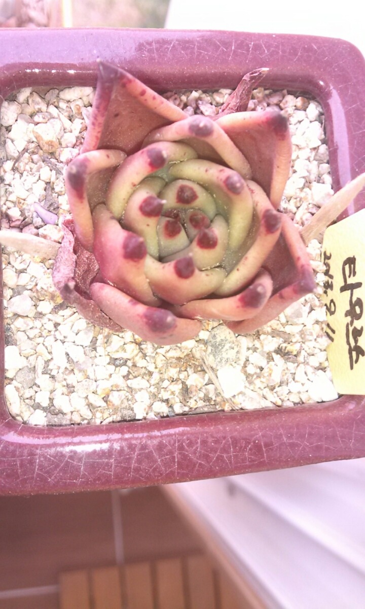 타우루스 이미지