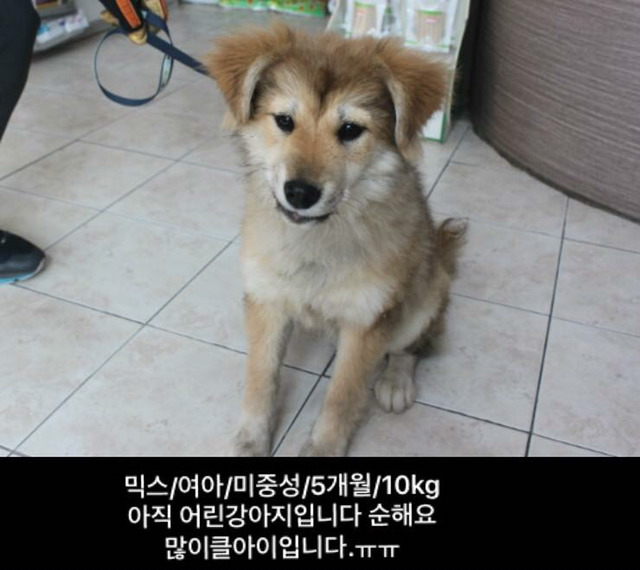 안락사 위기인 애들 보구가줘!!ㅠㅠ | 인스티즈