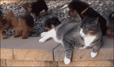 모든게 귀찮은 돼냥이.GIF | 인스티즈