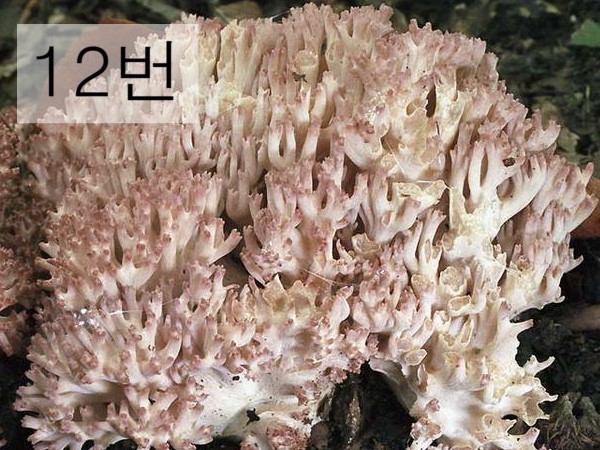 독버섯을 골라봅시다 | 인스티즈