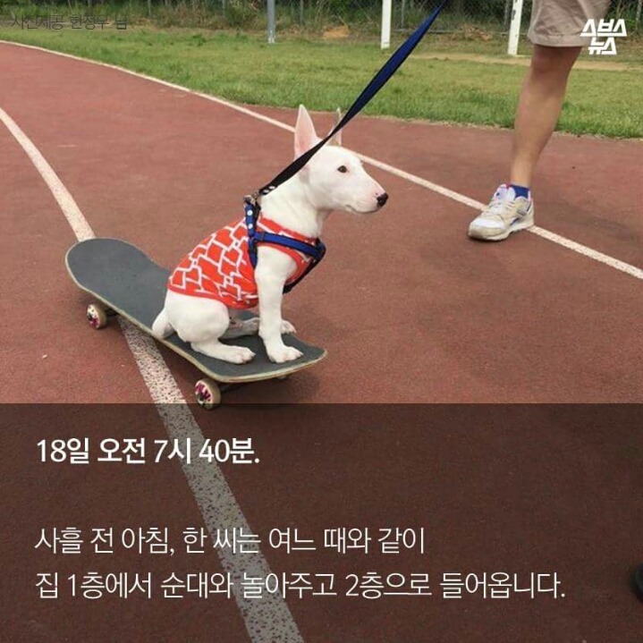 제 강아지가 잡아 먹혔습니다.jpg | 인스티즈