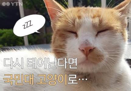 다시 태어난다면 국민대 고양이로... | 인스티즈