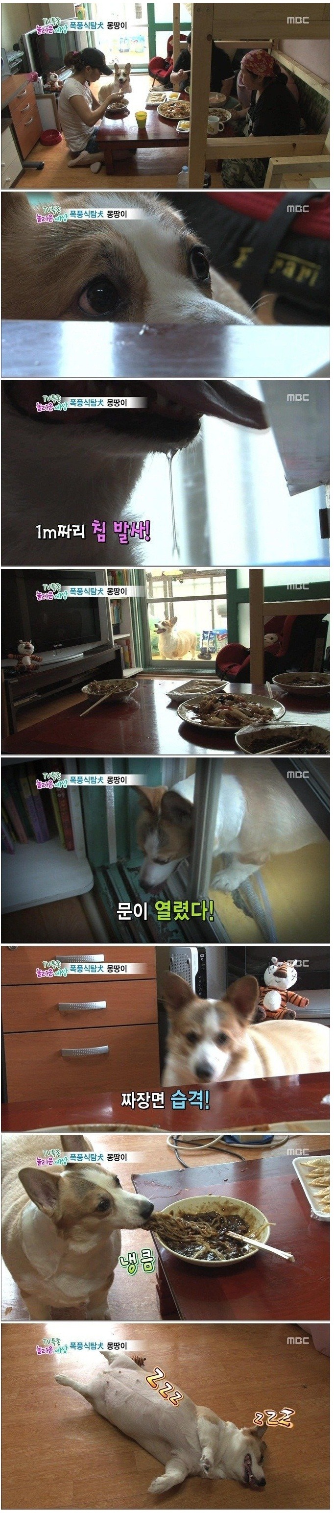 짜장면 훔은 강아지.jpg | 인스티즈