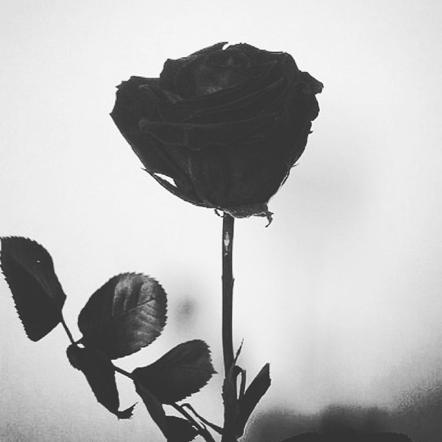 비오고 우울한 날 프사, 인스타용 꽃 모음 | 인스티즈