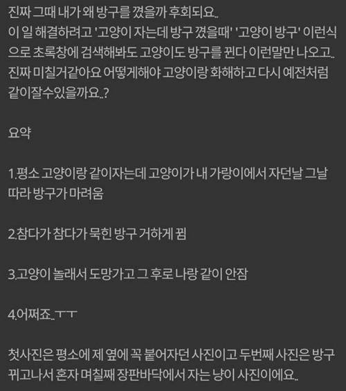 매일 고양이랑 같이 자던 집사.jpg | 인스티즈