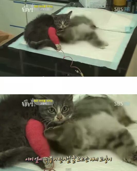 길냥이들의 삶 | 인스티즈