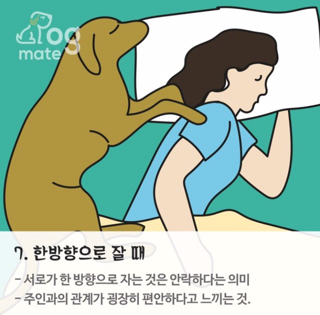 자는 자세로 보는 나와 강아지의 관계 | 인스티즈