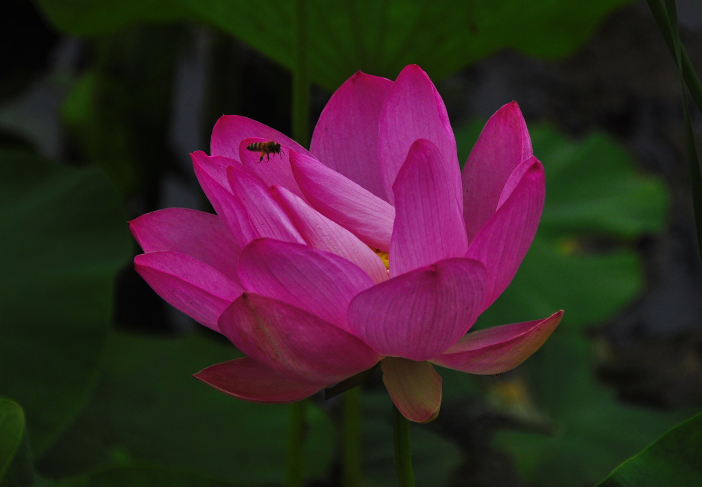 연꽃세상 이미지