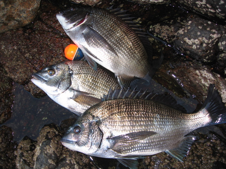 호불호 극명하게 갈리는 취미 | 인스티즈