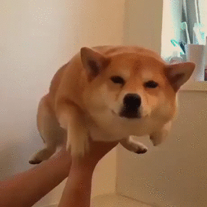 시바 물에 들어가네.gif | 인스티즈