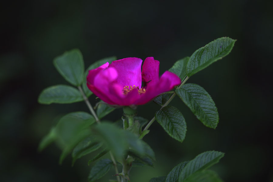 선자 이미지
