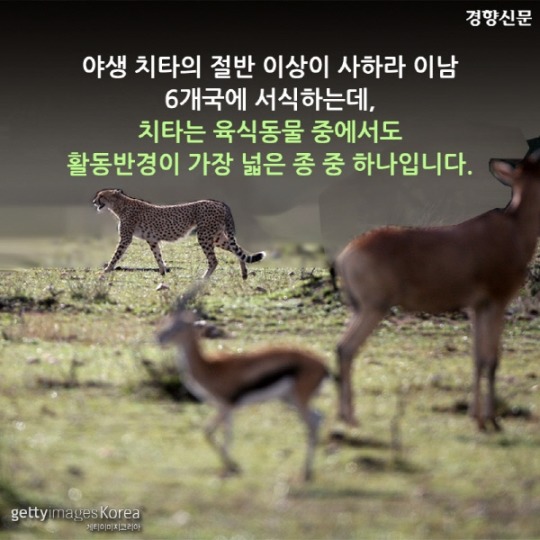  치타가 사라진다 | 인스티즈