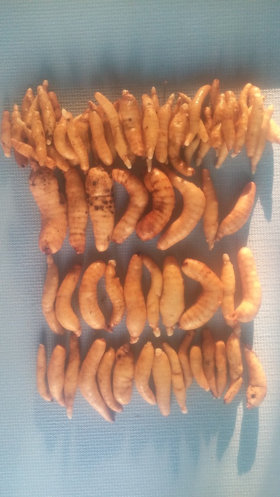 천마통신 이미지