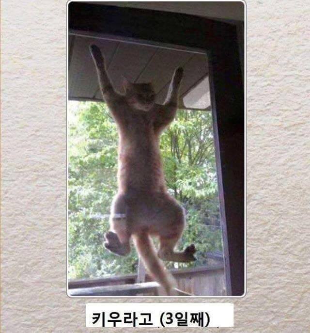 냥냥이 시리즈.jpg | 인스티즈