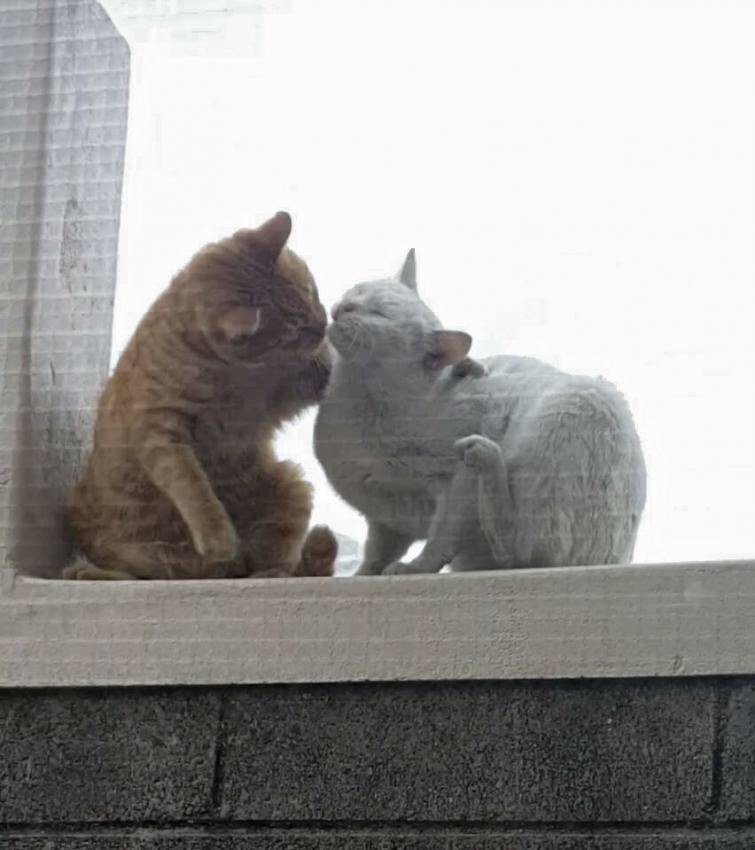 상남자 고양이 . jpg | 인스티즈