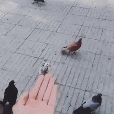 비둘기 능욕.gif | 인스티즈