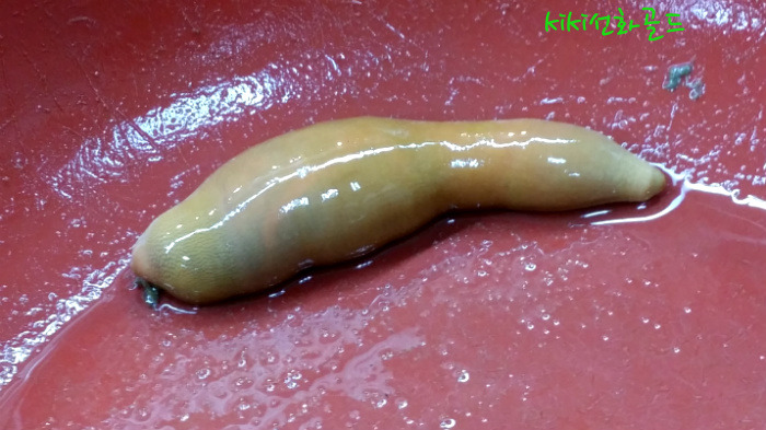 자갈치상회 이미지