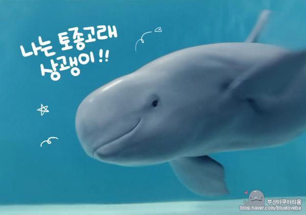귀여운 나는 우리나라 토종 고래!.jpg | 인스티즈