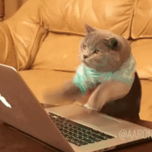 고양이 좋아하는 사람들 이해안가지 않음?.gif | 인스티즈