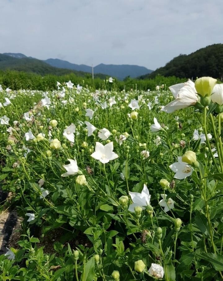 밭 이미지