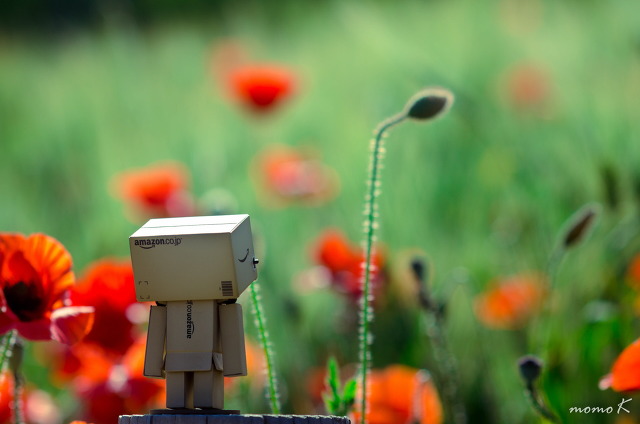 양귀비 꽃 구경하고 왔습니다~ | 인스티즈