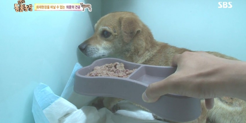 화재로 무너진 집에서 주인을 기다리는 멍멍이.jpg | 인스티즈