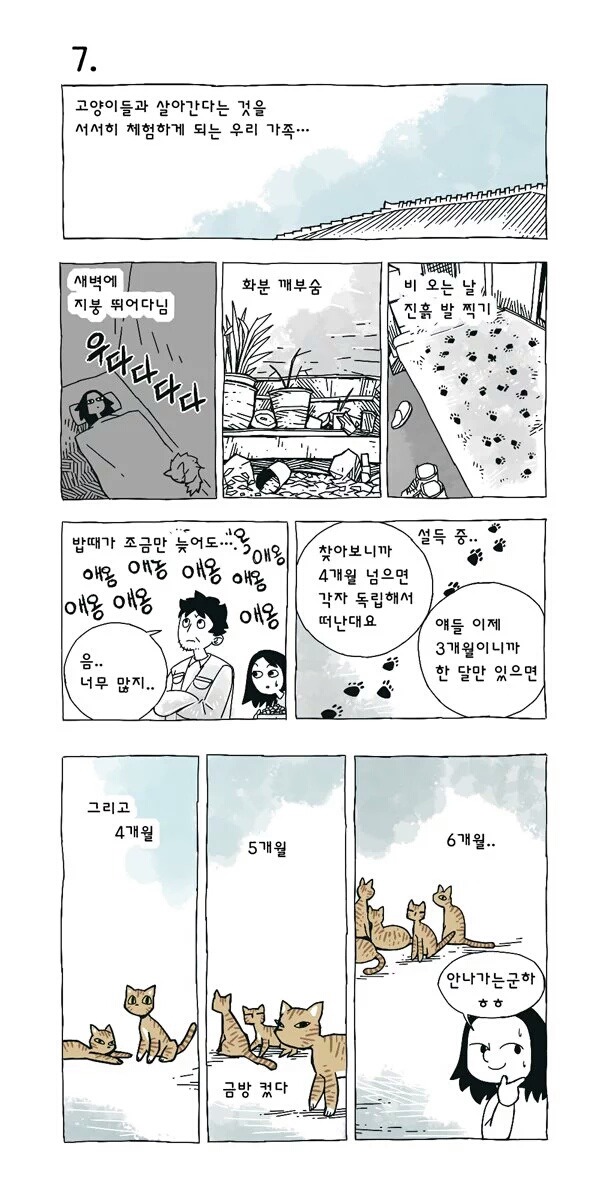 고양이 여덟마리와 사는만화 | 인스티즈
