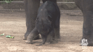 태어나긴 코끼리로태어났는데 .. 코끼리가 뭔지잘모르는듯? | 인스티즈